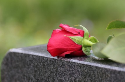 single red rose 4208144 428